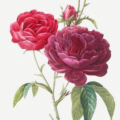 Les Roses by Pierre-Joseph Redouté A wide variety of public domain rose&nbsp;illustrations&nbsp;from Les Roses…