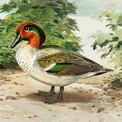 Bird Illustrations from Game Birds and Fishes of North America Delicate vintage bird illustrations from Game Birds and…