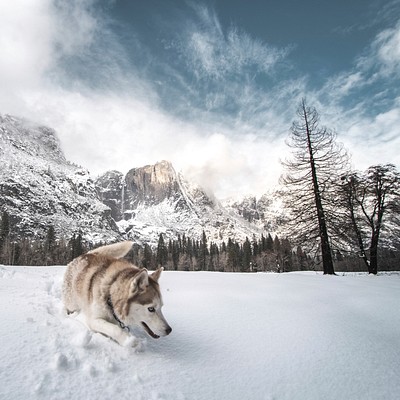 Snowy Winter Backgrounds Set 