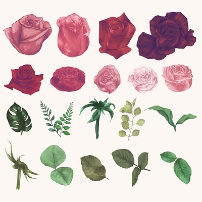Free Rose Illustrations Set 