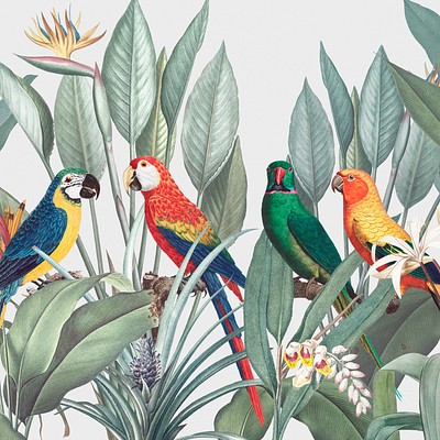 Vintage Tropical Illustrations Set 