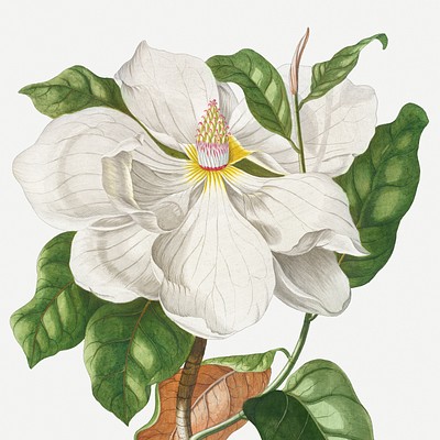 Floral Engravings by Georg Dionysius Ehret Floral illustrations from one of the most influential botanical artists, Georg…