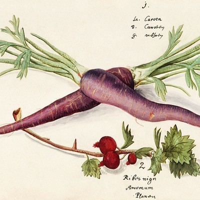 Public Domain Vegetables Collection of vegetables and mushrooms from vintage drawings, paintings and art prints. We have…