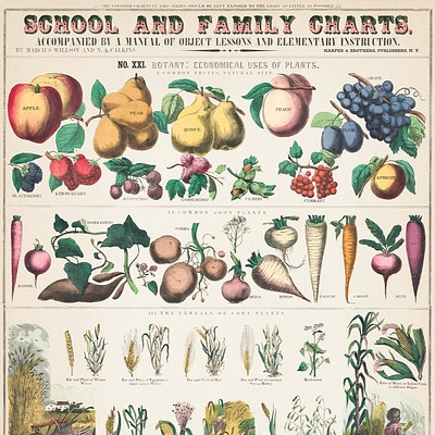 Botanical Education Charts Step back in time and into a classroom of the old days with these antique 1800s school and family…