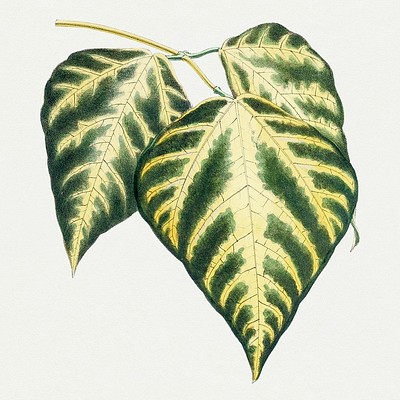 Public Domain Leaves A beautiful collection of leaves from vintage drawings, paintings and art prints. We have collected the…