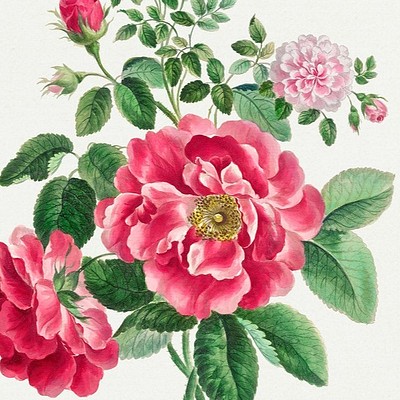 John Edwards John Edwards (1742-1815) was a British designer, illustrator, painter and renowned botanist.&nbsp;Native to…