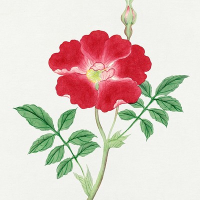 Vintage Japanese Flowers Curated late 19th century anonymous Japanese flower ink paintings with publications traced back to…