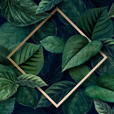 Luxurious Foliage with Gold Frames Vector Set 