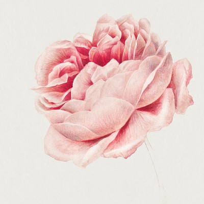Public Domain Roses Beautiful collection of vintage rose illustrations from the public domain. This vintage rose set offers…
