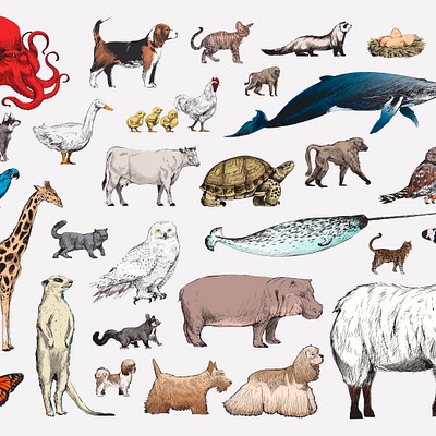 Animal Vector Set 