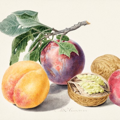 Michiel van Huysum Incredibly detailed watercolor paintings of fresh fruits and vegetables by Michiel van Huysum…
