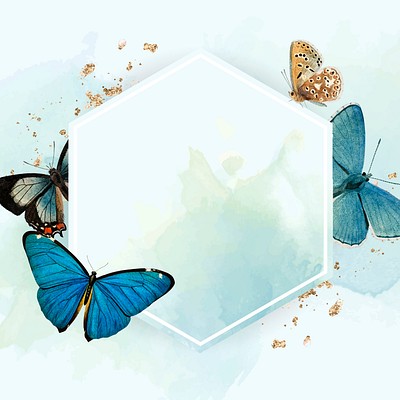 Butterfly Background Set 