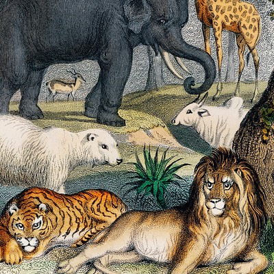 Vintage Illustrations: Animals Explore our beautiful collection of vintage animal illustrations, some digitally enhanced…