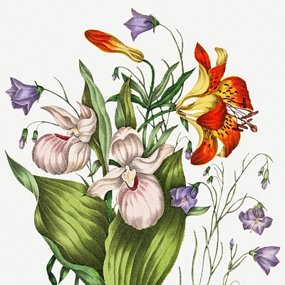 Canadian Wild Flowers Beautiful illustrations from &quot;Canadian wild flowers&quot;&nbsp;(1869) painted and lithographed by…