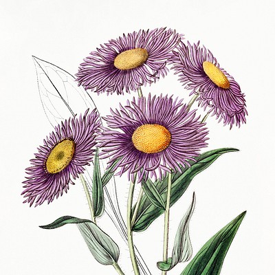 Edwards's Botanical Register Vibrant illustrations of flowers and plants from Edwards&#39;s Botanical Register…