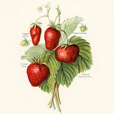 The Fruit Grower's Guide Savour these organically artistic visuals by Miss May Rivers digitally enhanced from our own…