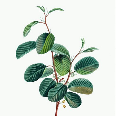 Public Domain Plants Explore our curated collection of vintage botanical illustrations featuring different plant species,…