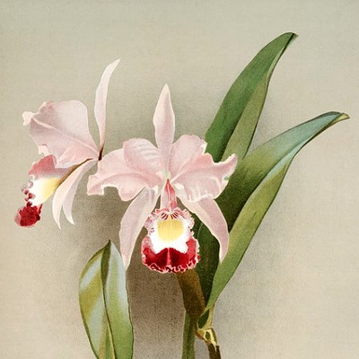 Reichenbachia: Orchids Illustrated and Described Illustrations by Henry G. Moon, and other artists for Henry F. C.…