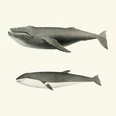 Charles Melville Scammon’s Marine Mammals Drawn from the observation of a whaleman himself, Charles Melville Scammon&rsquo;s…