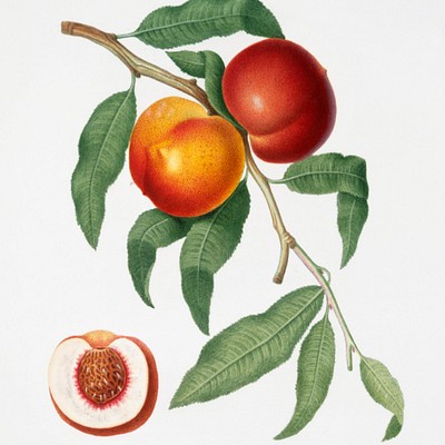 Pomona Italiana by Giorgio Gallesio Fruit lovers, rejoice! We bring you illustrations from Pomona Italiana (1817&ndash;1839)…